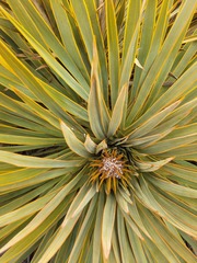 Aciphylla aurea
