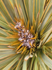 Aciphylla aurea