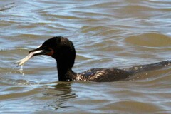 Cyprinodon variegatus