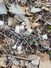 Anaphalioides bellidioides