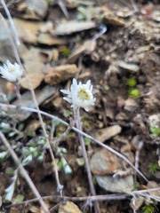 Anaphalioides bellidioides