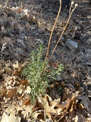 Eriophyllum confertiflorum
