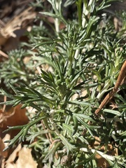 Eriophyllum confertiflorum