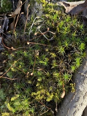 Polytrichastrum ohioense