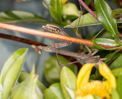 Archimantis latistyla