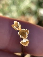 Eriophyllum confertiflorum