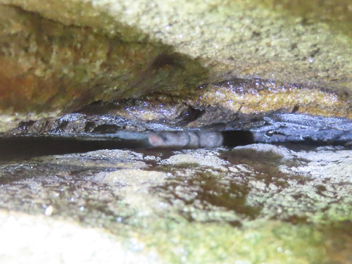 Smoky Shrew