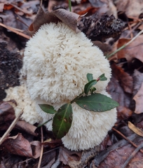 Hericium
