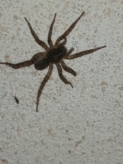 Paratrochosina amica