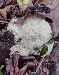 Hericium