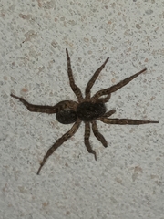 Paratrochosina amica