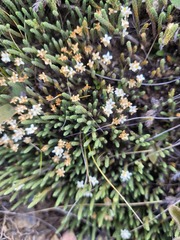 Kelleria dieffenbachii