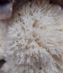 Hericium