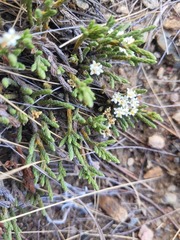 Kelleria dieffenbachii