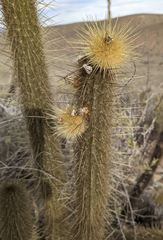 Bergerocactus emoryi