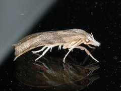 Tortricopsis euryphanella
