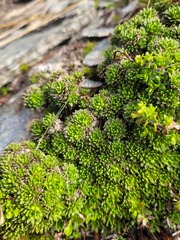 Hectorella caespitosa