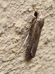 Athetis tenuis