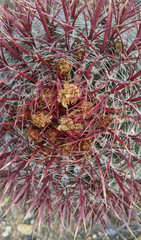 Ferocactus gracilis