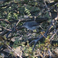 Polioptila