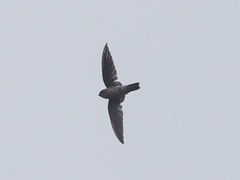 Aerodramus germani
