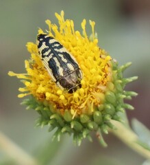 Acmaeodera