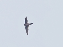 Aerodramus germani