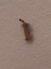 Phereoeca uterella