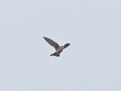 Aerodramus germani