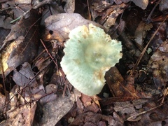 Russula parvovirescens