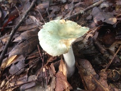 Russula parvovirescens