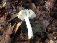 Russula parvovirescens