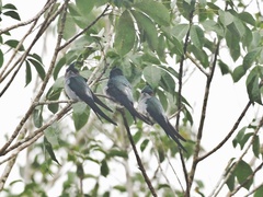 Hemiprocne longipennis