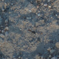 Endiodioctes