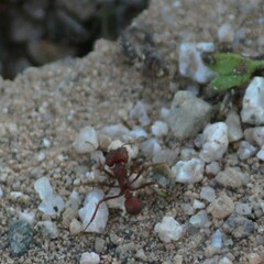 Acromyrmex versicolor