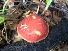Aureoboletus auriporus