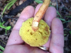 Aureoboletus auriporus