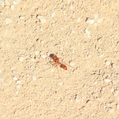 Pogonomyrmex maricopa