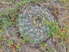 Ferocactus macrodiscus