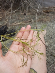 Batrachium