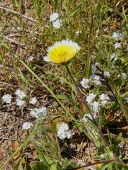 Layia platyglossa