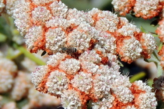 Halictus tripartitus