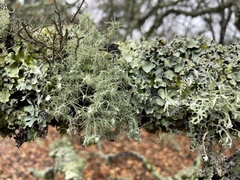 Usnea intermedia