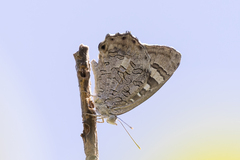 Ogyris amaryllis