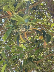 Lophostemon confertus