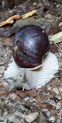 Megalobulimus oblongus