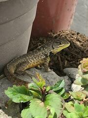 Stenocercus guentheri