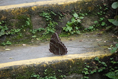Morpho helenor