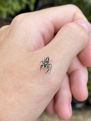 Cosmophasis micarioides