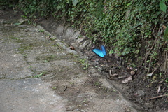 Morpho helenor